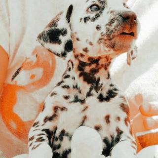 Preppy puppy wallpaper