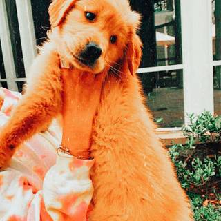 Preppy puppy wallpaper