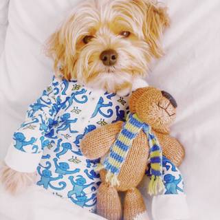 Preppy puppy wallpaper