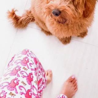 Preppy puppy wallpaper