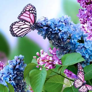 Spring collages wallpaper