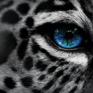 Snow leopard PC wallpaper
