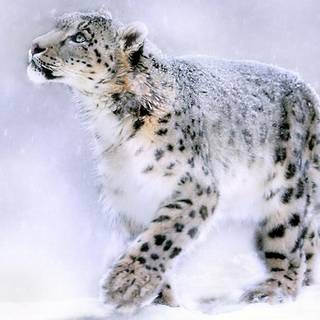 Snow leopard PC wallpaper