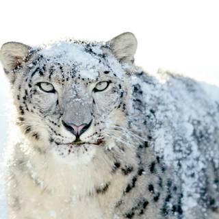Snow leopard PC wallpaper