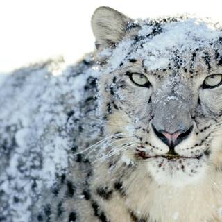 Snow leopard PC wallpaper