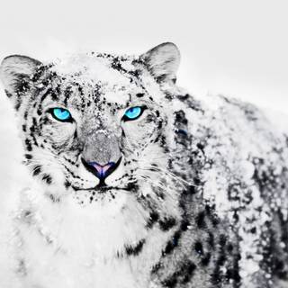 Snow leopard PC wallpaper