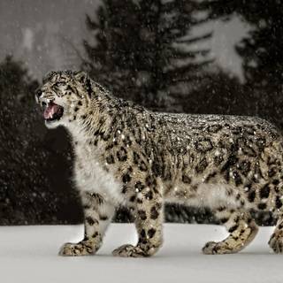 Snow leopard PC wallpaper