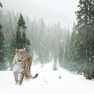 Snow leopard PC wallpaper