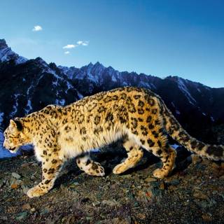 Snow leopard PC wallpaper