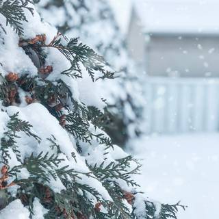 Winter green trees wallpaper