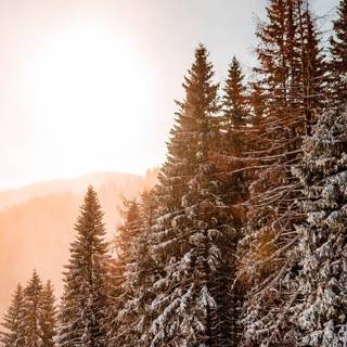 Winter green trees wallpaper