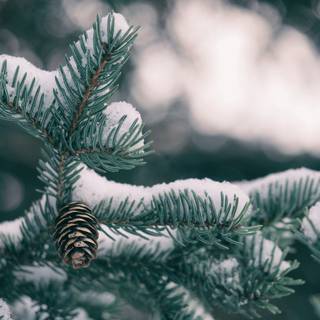 Winter green trees wallpaper