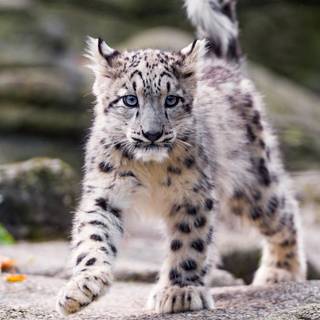 Snow leopard PC wallpaper