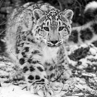 Snow leopard PC wallpaper