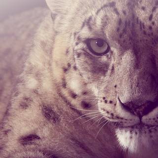 Snow leopard PC wallpaper