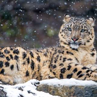 Snow leopard PC wallpaper