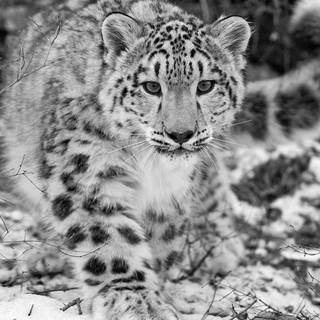 Snow leopard PC wallpaper