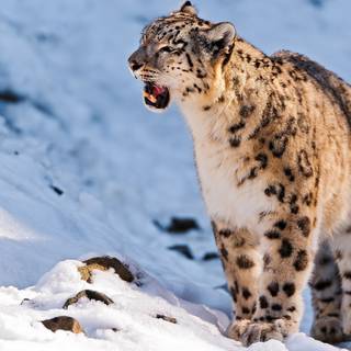 Snow leopard PC wallpaper