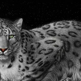 Snow leopard PC wallpaper