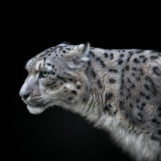 Snow leopard PC wallpaper