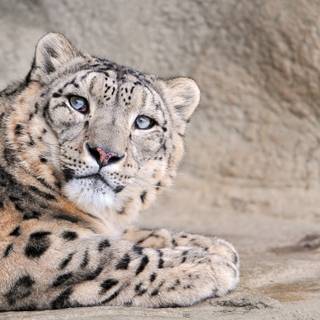 Snow leopard PC wallpaper