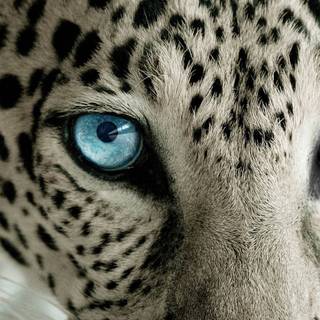 Leopard phone wallpaper