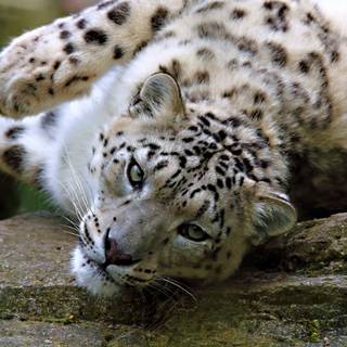 Snow leopard PC wallpaper