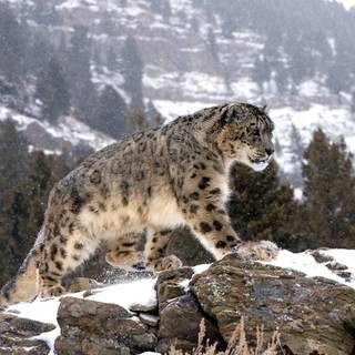 Snow leopard PC wallpaper