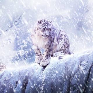 Snow leopard PC wallpaper