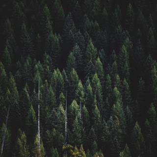 Winter green trees wallpaper