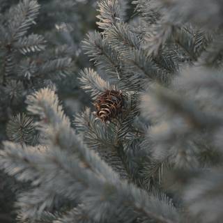 Winter green trees wallpaper