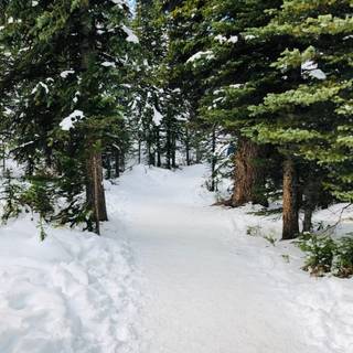 Winter green trees wallpaper