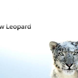 Snow leopard PC wallpaper