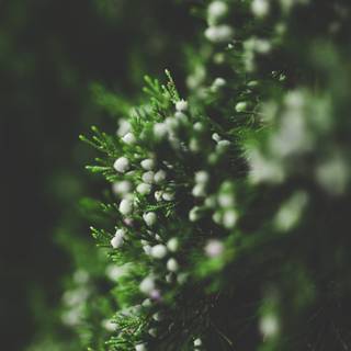 Winter green trees wallpaper