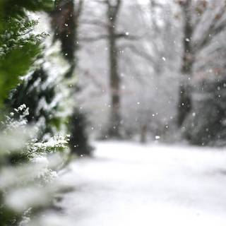 Winter green trees wallpaper