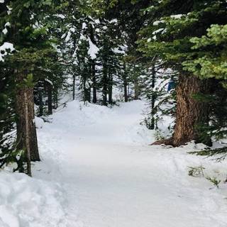 Winter green trees wallpaper