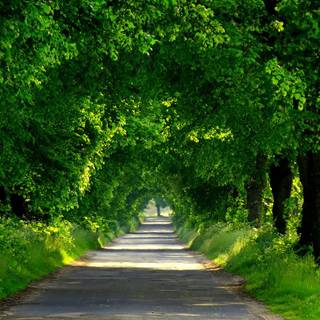 Spring walk wallpaper