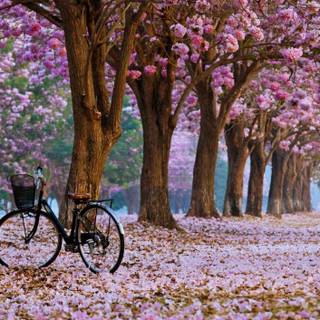 Spring walk wallpaper