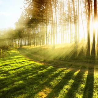 Spring walk wallpaper