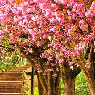 Spring walk wallpaper