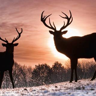 Deer Valentines wallpaper