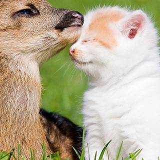 Deer Valentines wallpaper