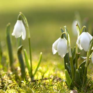 Shy snowdrops wallpaper