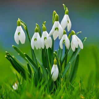Shy snowdrops wallpaper