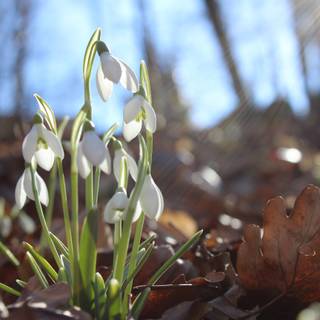 Shy snowdrops wallpaper