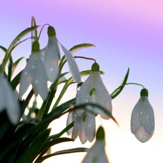 Shy snowdrops wallpaper