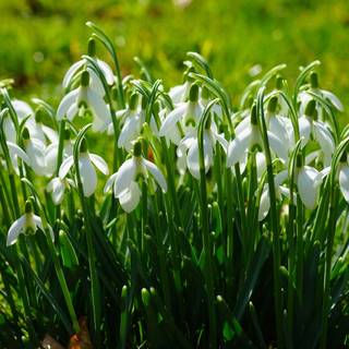 Shy snowdrops wallpaper