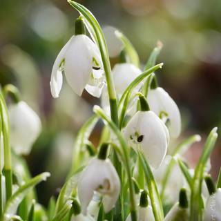 Shy snowdrops wallpaper