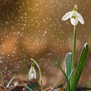 Shy snowdrops wallpaper