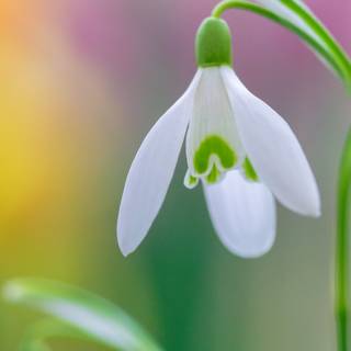 Shy snowdrops wallpaper